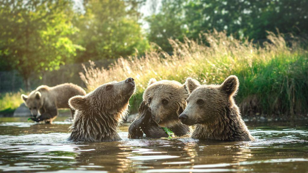 Skandinavisk Dyrepark